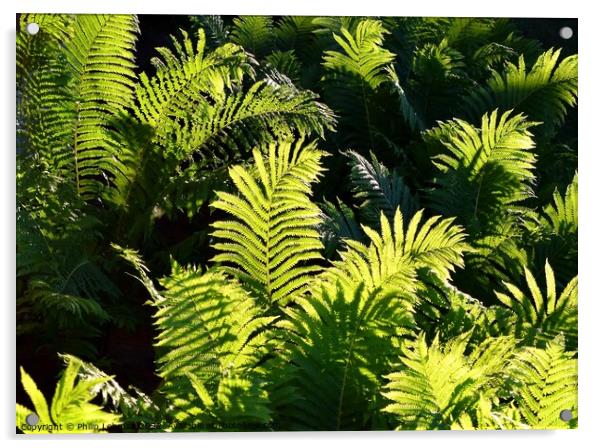 Ferns at Golden Hour (4A) Acrylic by Philip Lehman