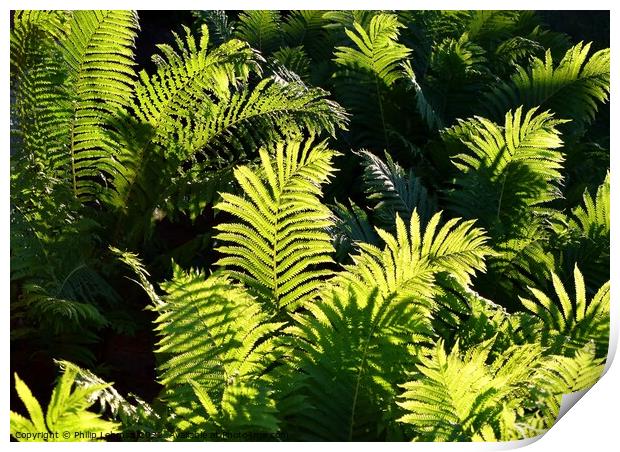 Ferns at Golden Hour (4A) Print by Philip Lehman