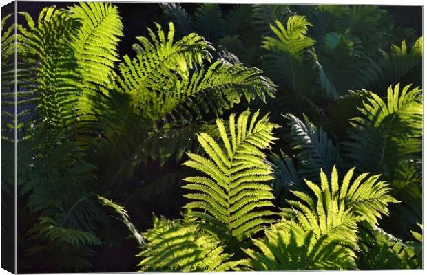 Ferns at Golden Hour (5A) Canvas Print by Philip Lehman