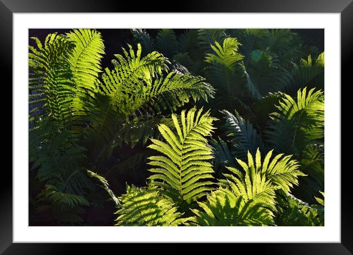 Ferns at Golden Hour (5A) Framed Mounted Print by Philip Lehman