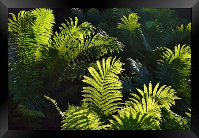 Ferns at Golden Hour (5A) Framed Print by Philip Lehman