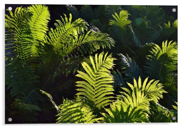 Ferns at Golden Hour (5A) Acrylic by Philip Lehman