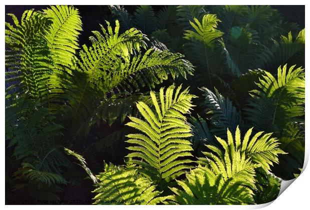 Ferns at Golden Hour (5A) Print by Philip Lehman