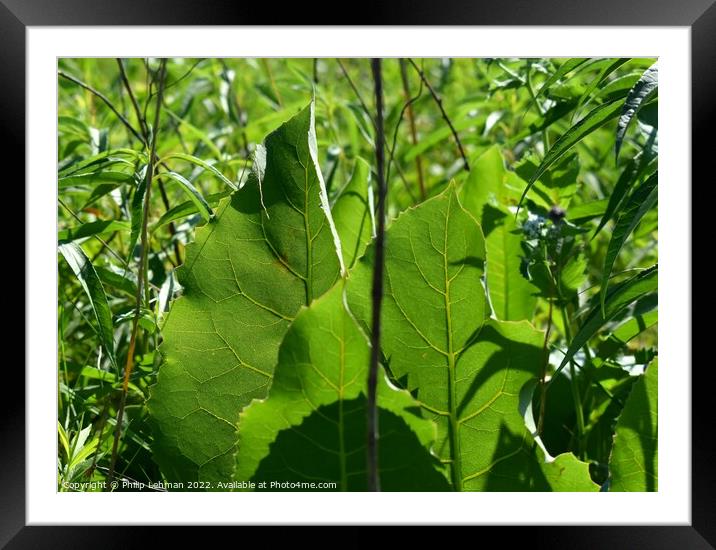 Leaf Close up (2A) Framed Mounted Print by Philip Lehman