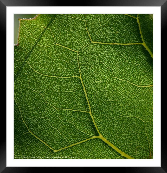 Leaf Close up (4A) Framed Mounted Print by Philip Lehman