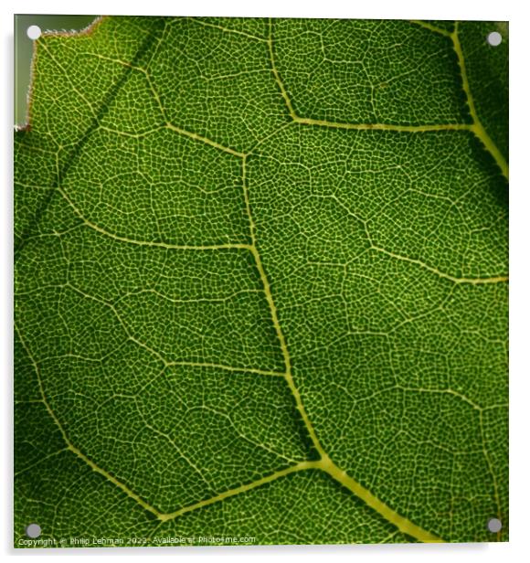 Leaf Close up (4A) Acrylic by Philip Lehman