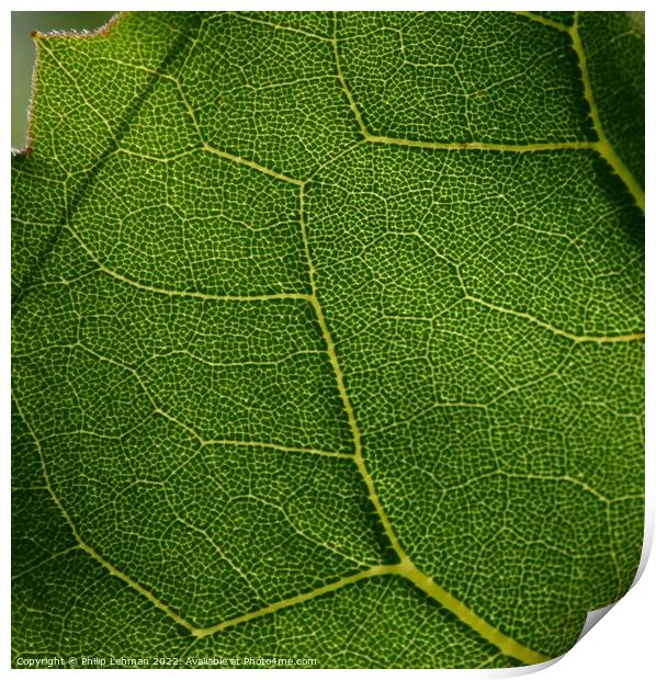 Leaf Close up (4A) Print by Philip Lehman