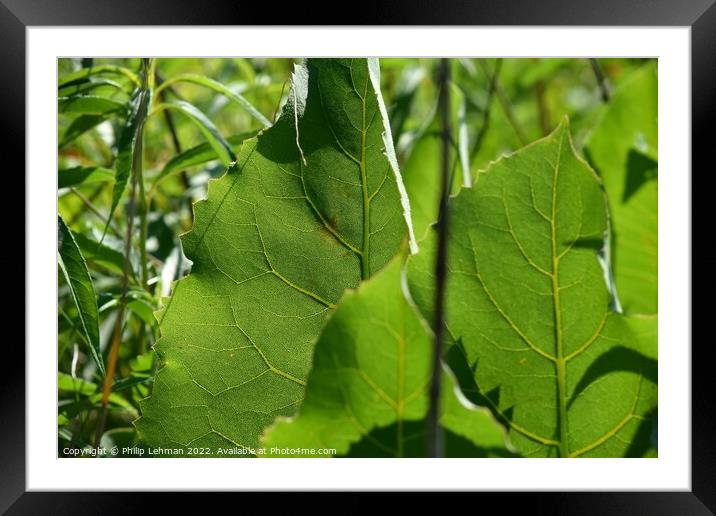 Leaf Close up (3A) Framed Mounted Print by Philip Lehman