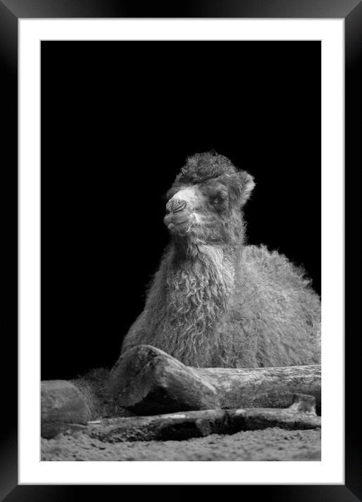 Baby Camel Mono Framed Mounted Print by rawshutterbug 