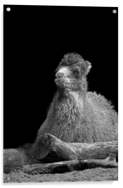 Baby Camel Mono Acrylic by rawshutterbug 