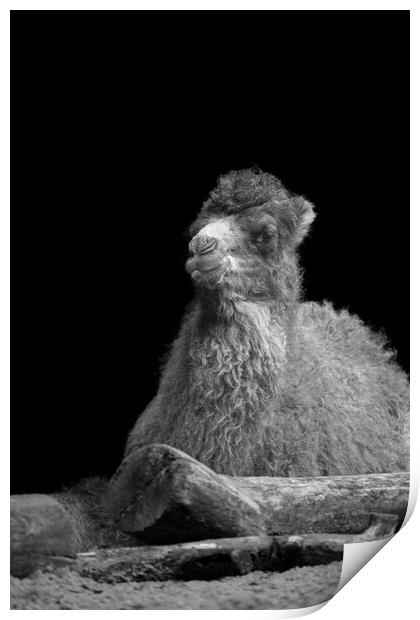 Baby Camel Mono Print by rawshutterbug 