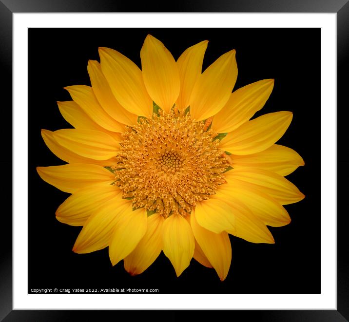 Sunflower on Black Framed Mounted Print by Craig Yates