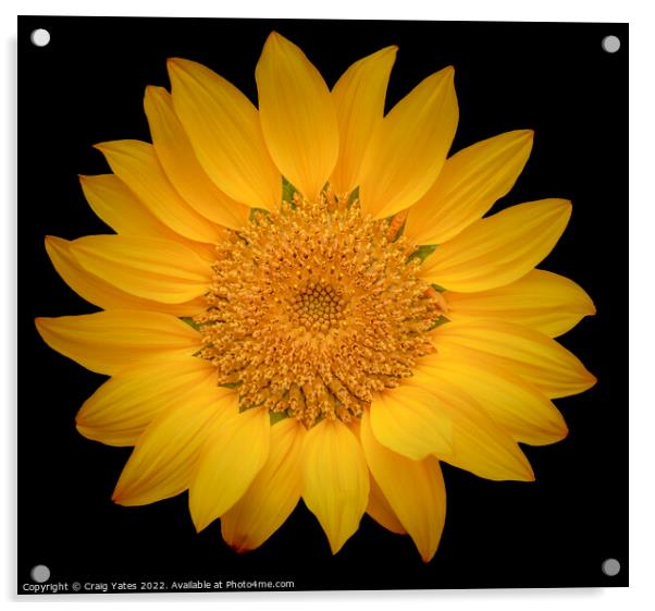 Sunflower on Black Acrylic by Craig Yates