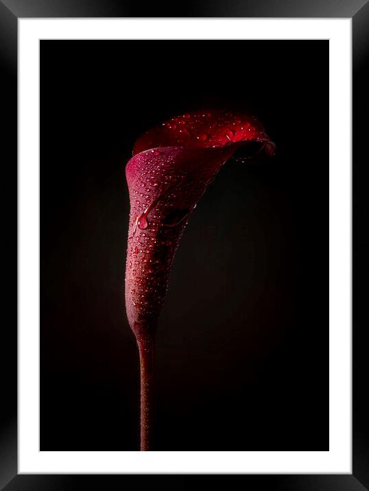 Red Lilly in the rain Framed Mounted Print by kathy white