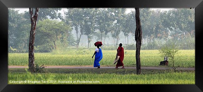 Going to Work Framed Print by Bhagwat Tavri