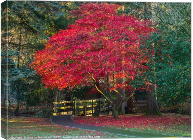 Acer tree in its autumn colours Canvas Print by George Robertson