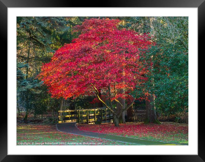 Acer tree in its autumn colours Framed Mounted Print by George Robertson