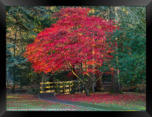 Acer tree in its autumn colours Framed Print by George Robertson