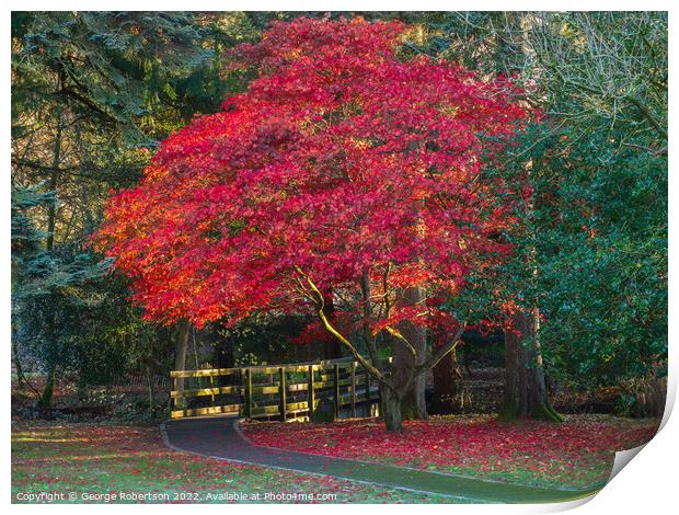 Acer tree in its autumn colours Print by George Robertson