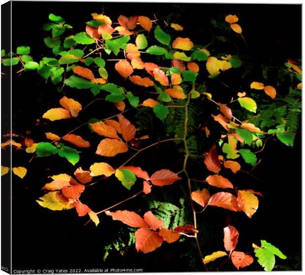Autumn Colours Canvas Print by Craig Yates