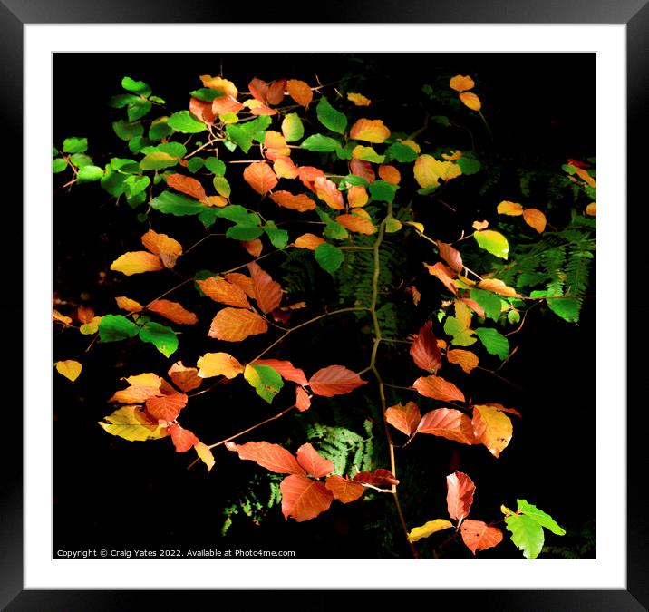 Autumn Colours Framed Mounted Print by Craig Yates
