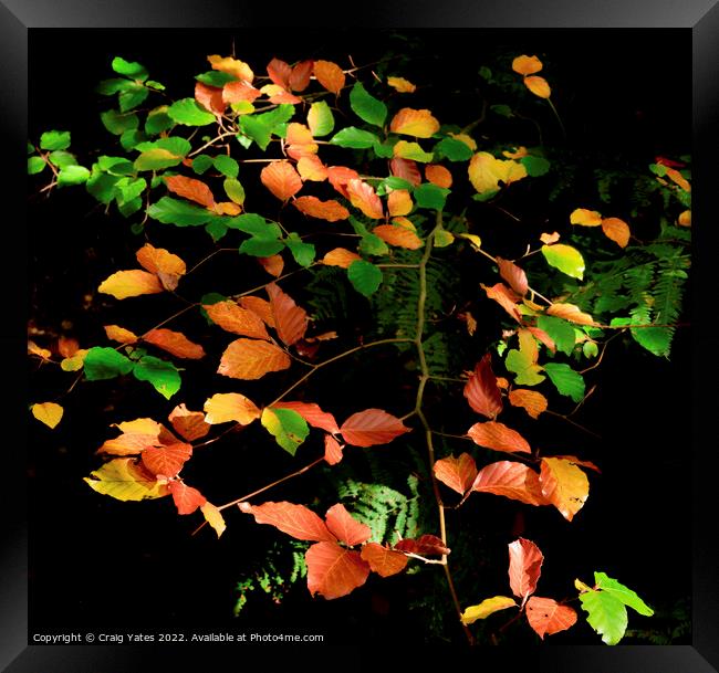 Autumn Colours Framed Print by Craig Yates
