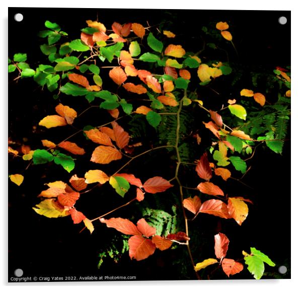 Autumn Colours Acrylic by Craig Yates