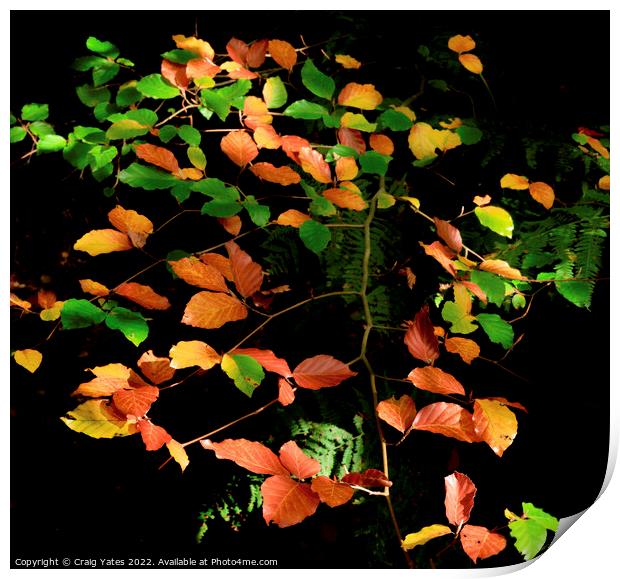 Autumn Colours Print by Craig Yates