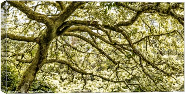 Dreamy Oak Canvas Print by DiFigiano Photography