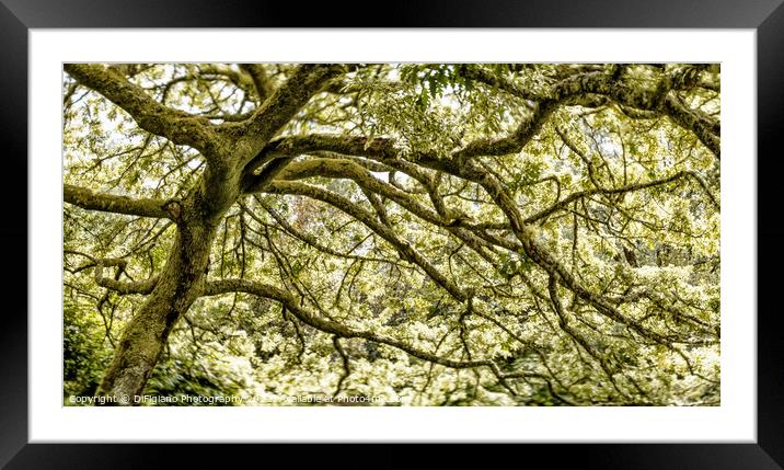 Dreamy Oak Framed Mounted Print by DiFigiano Photography