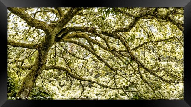 Dreamy Oak Framed Print by DiFigiano Photography