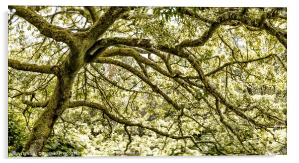 Dreamy Oak Acrylic by DiFigiano Photography