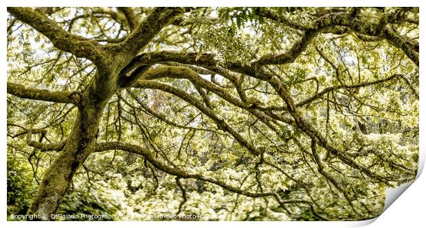Dreamy Oak Print by DiFigiano Photography