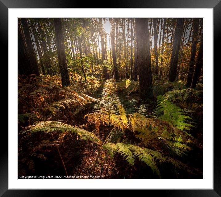 Woodland Autumn Sunlight. Framed Mounted Print by Craig Yates