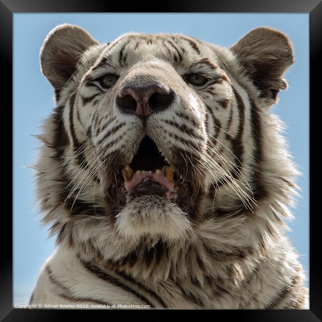 White Tiger Framed Print by Adrian Rowley