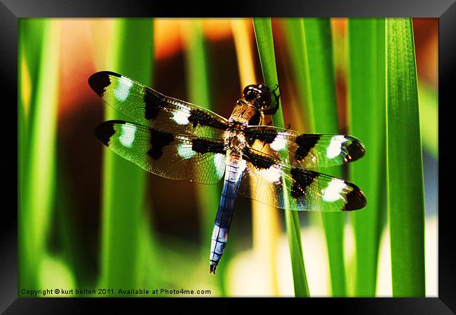 Dragonfly Framed Print by kurt bolton