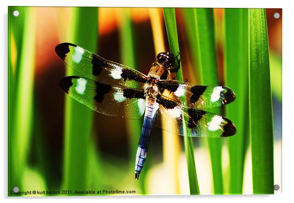 Dragonfly Acrylic by kurt bolton