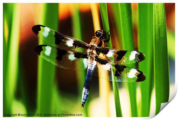 Dragonfly Print by kurt bolton