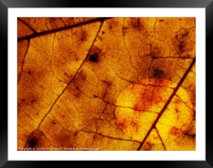Golden Glow of Autumn Framed Mounted Print by Dudley Wood