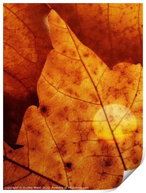 Golden Glow Leaf Print by Dudley Wood