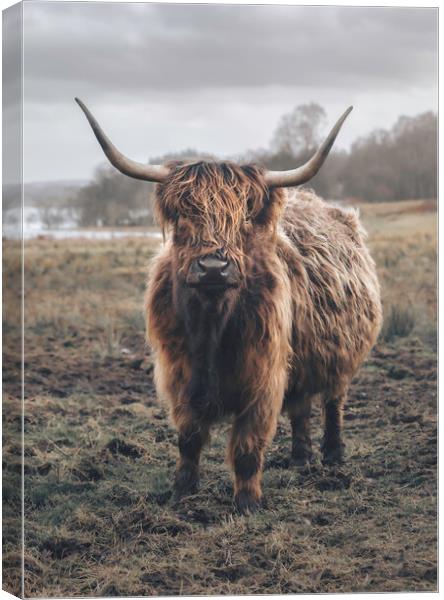 A Heilan Coo  Canvas Print by Anthony McGeever