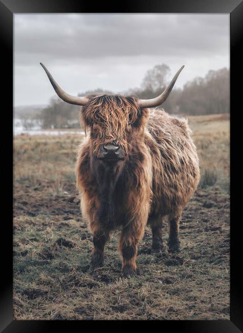 A Heilan Coo  Framed Print by Anthony McGeever