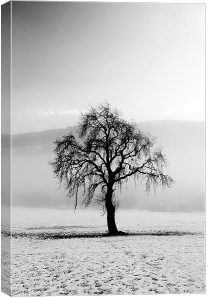 Lone tree in the snow Canvas Print by Grant Glendinning