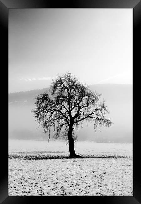 Lone tree in the snow Framed Print by Grant Glendinning