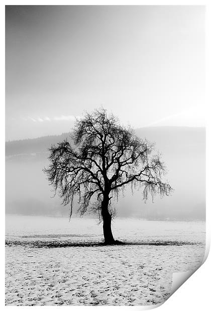 Lone tree in the snow Print by Grant Glendinning