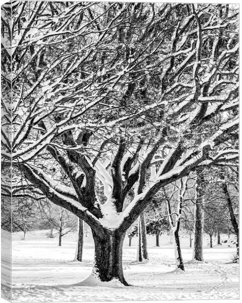 Snow Covered Winter Tree Canvas Print by Craig Yates