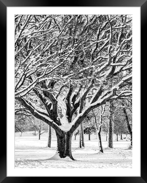 Snow Covered Winter Tree Framed Mounted Print by Craig Yates