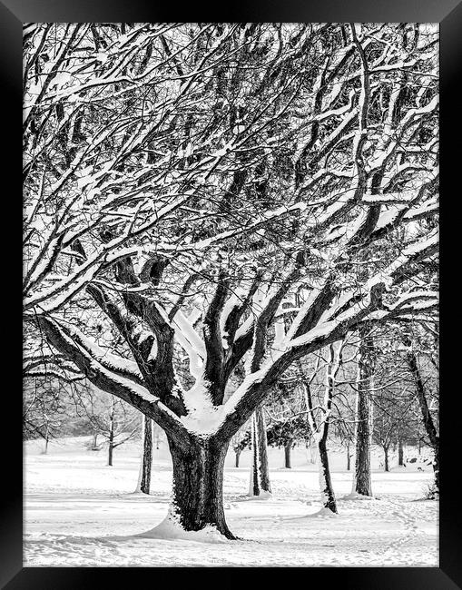 Snow Covered Winter Tree Framed Print by Craig Yates