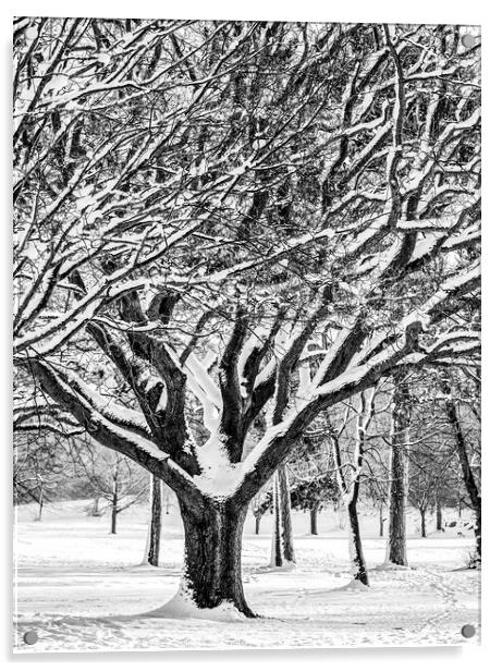 Snow Covered Winter Tree Acrylic by Craig Yates