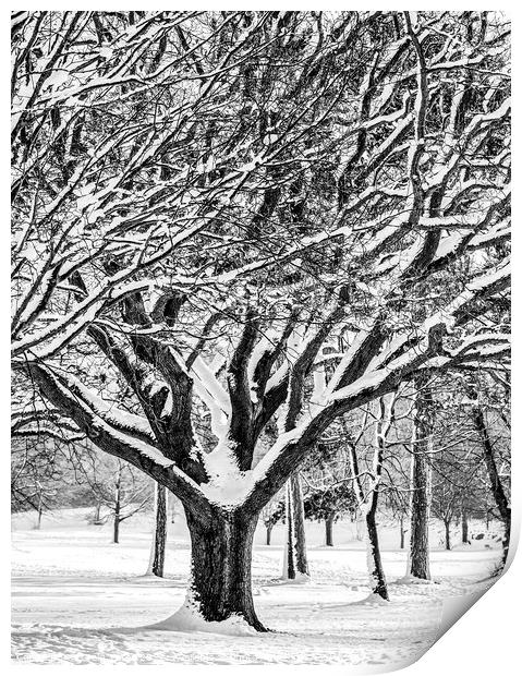 Snow Covered Winter Tree Print by Craig Yates